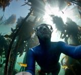 Kelp Forests of Cape Town: A Subsurface Sanctuary 