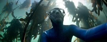 Kelp Forests of Cape Town: A Subsurface Sanctuary 