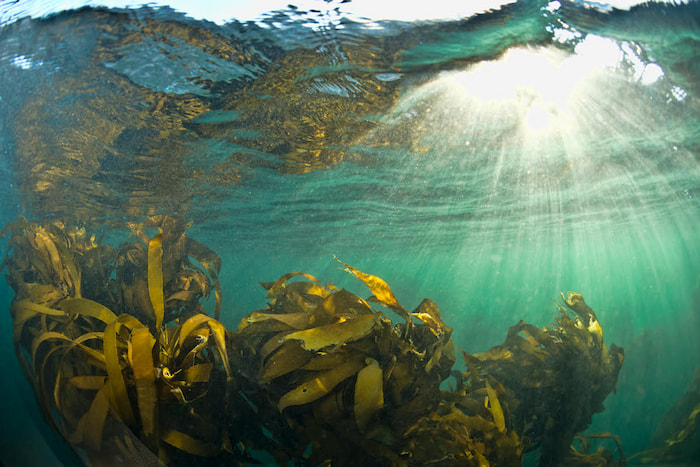 cape town kelp forest
