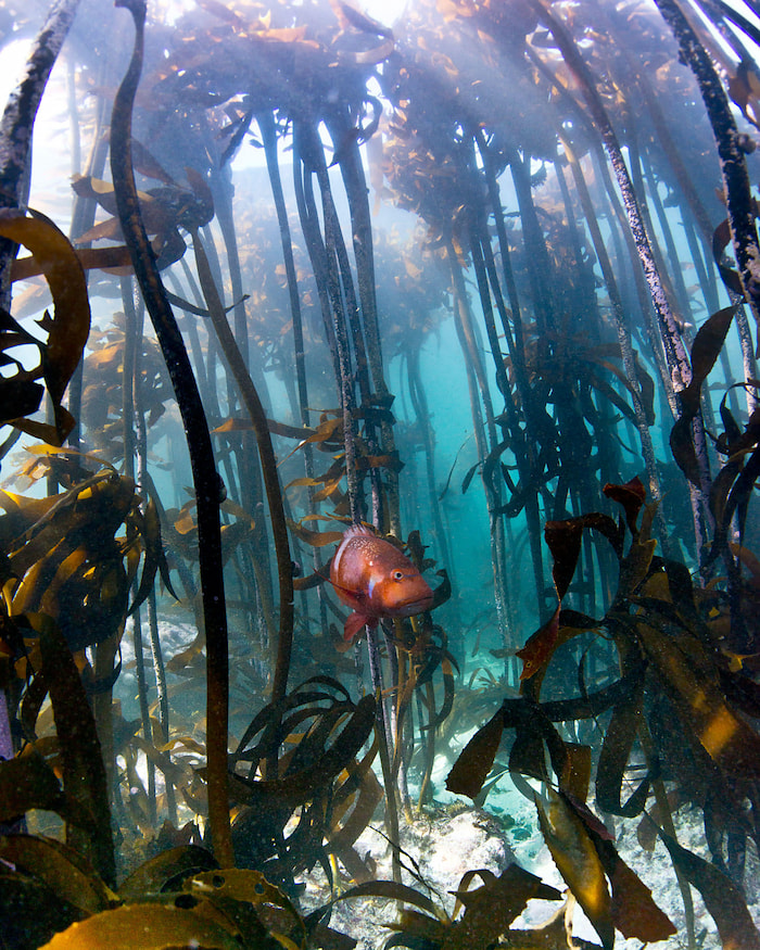 cape town kelp forest