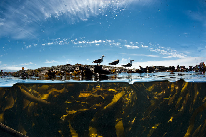 cape town kelp forest