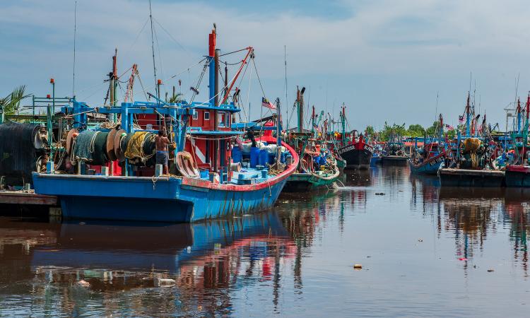 Fishing Trawler Shark Meat Sekinchan