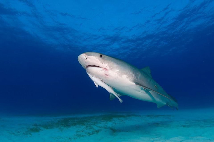 shark ocean photography bahamas tours Lesley Rochat