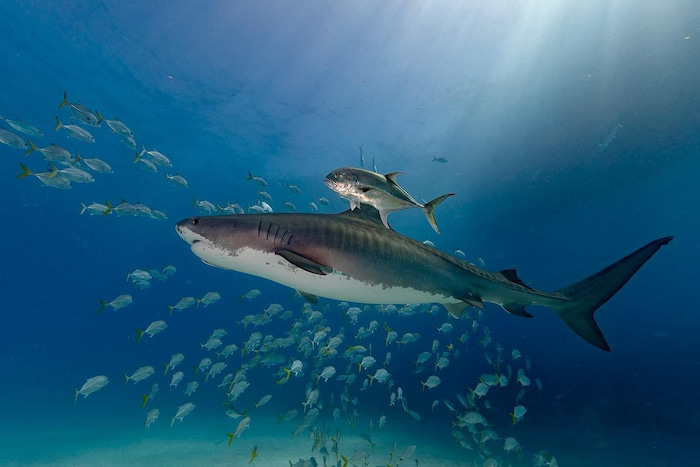 shark photography bahamas tours Lesley Rochat