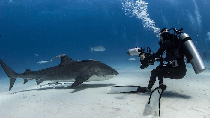 shark photography bahamas tours