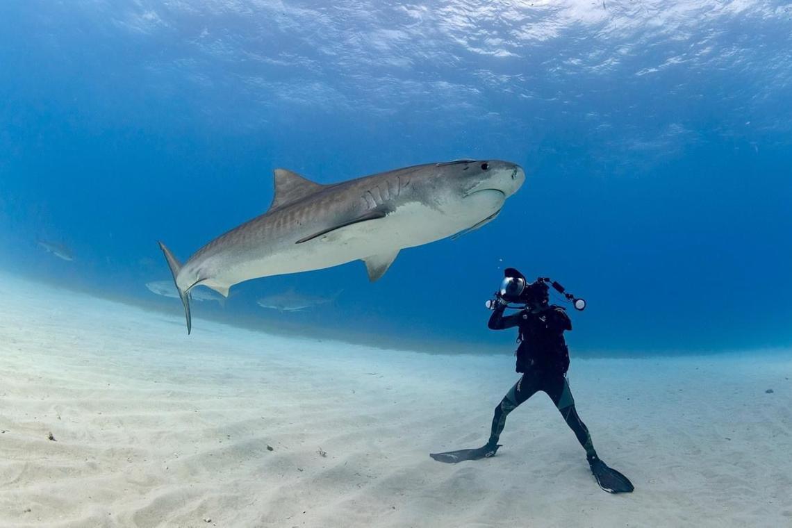 Old Man of the Sea: Captain Scott Smith on Shark Diving and Ocean Conservation [Exclusive Interview]