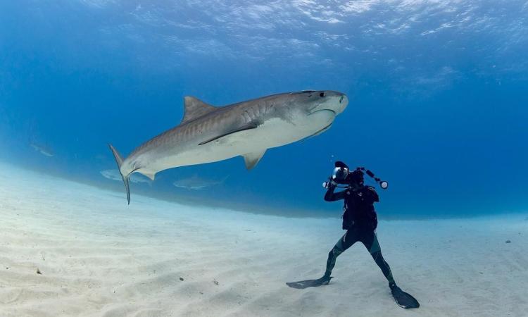 shark diving ocean conservation bahamas