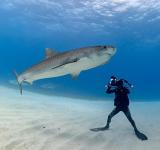 Old Man of the Sea: Captain Scott Smith on Shark Diving and Ocean Conservation [Exclusive Interview]