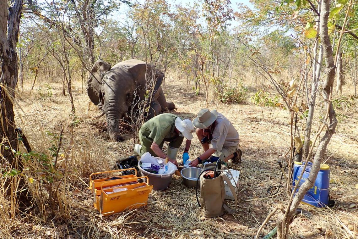 The Hidden Killer: Unveiling the Mystery Behind Zimbabwe's Elephant Deaths