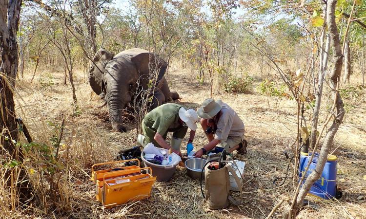 elephant deaths zimbabwe 