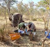 Swamp Deer at Risk: How Saving Grasslands Can Rescue the Barasingha