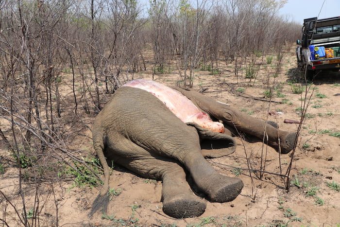 zimbabwe elephant deaths investigation
