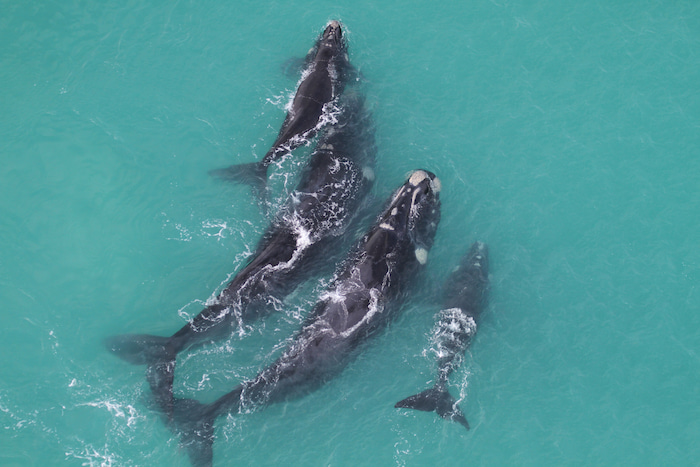 souther right whale tracking south africa