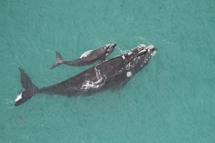 souther right whale and calf