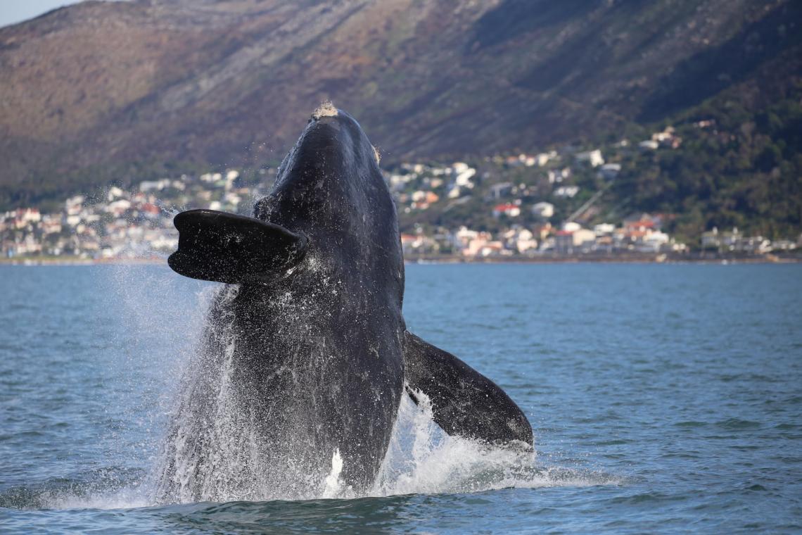 Where Do South Africa's Whales Go? Following Their Journey Through Satellite Tracking