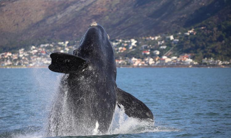 whale breach satellite tracking research study south africa