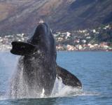 Where Do South Africa's Whales Go? Following Their Journey Through Satellite Tracking