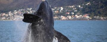 Where Do South Africa's Whales Go? Following Their Journey Through Satellite Tracking