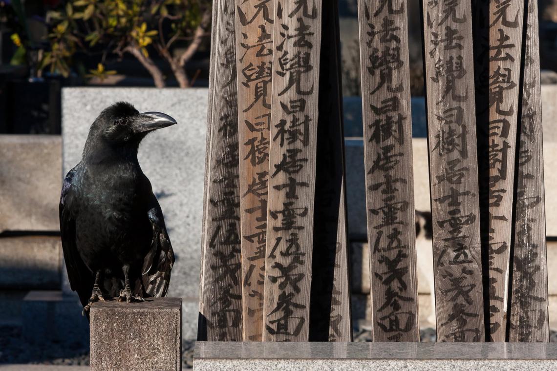 Capturing Japan's Wild Side: Lessons in Wildlife Photography