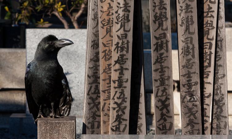 wildlife photography in the city in Japan