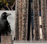 Capturing Japan's Wild Side: Lessons in Wildlife Photography