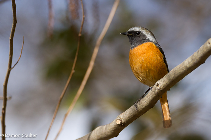 male Daurian redstart bird (Phoenicurus auroreus) bird