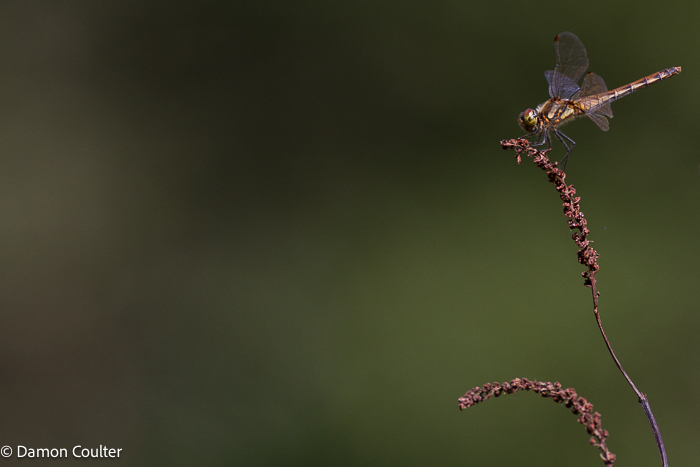 An Autumn Darter dragonfly (Sympetrum frequens)