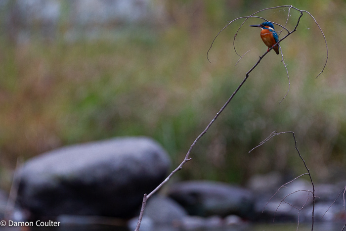A common kingfisher (Alcedo atthis)