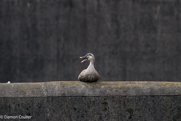 Eastern spot-billed duck (Anas zonorhyncha)