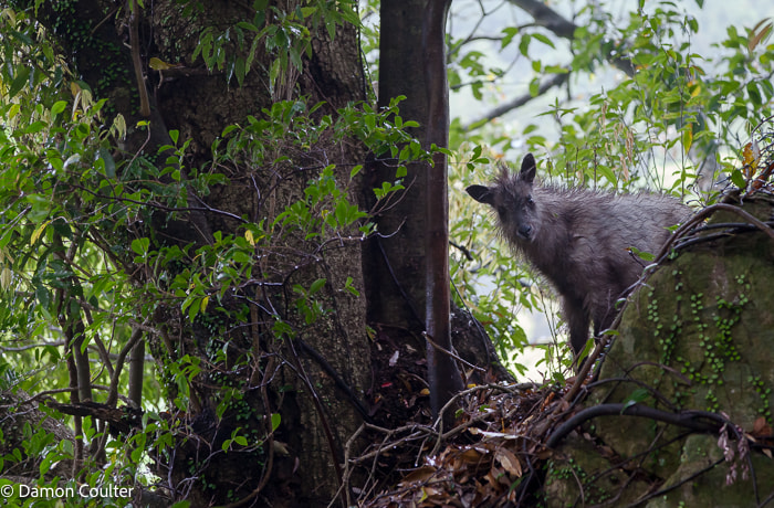 A young Japanese Serow (Capricornis crispus)