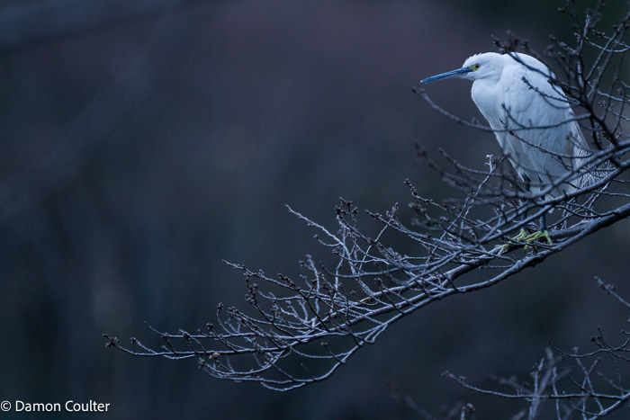 Little Egret (Egretta Garzetta) 