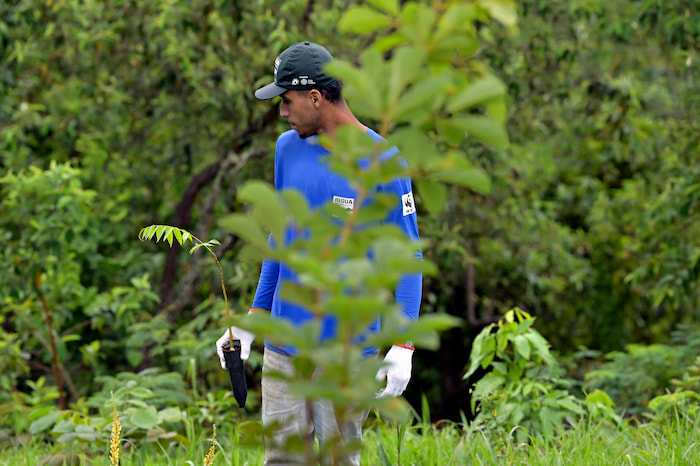 Restoration team WWF Brazil planting trees