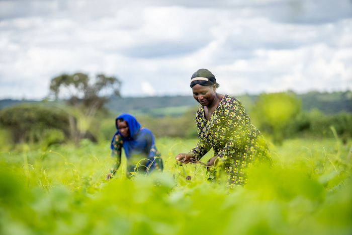 African farmers in the field WWF living planet report 2024