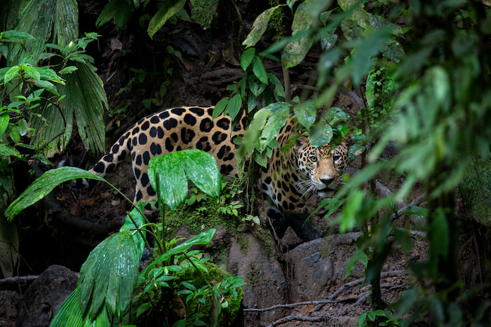 Jaguar in Amazon WWF Living planet report 2024