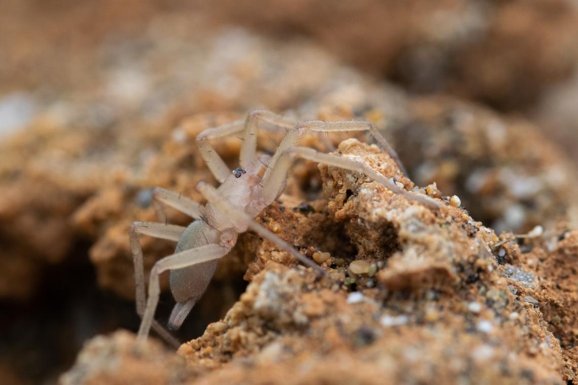 ground dwelling spider by the sea gujarat india
