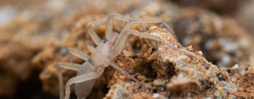 Spiders by the Sea: Saving the Hidden Hunters of Gujarat’s Coast
