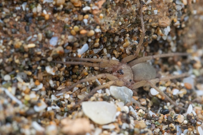 spider Pterotricha strandi adult individual