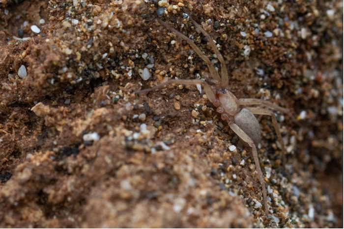 Ground dewlling spider _ Pterotricha strandii