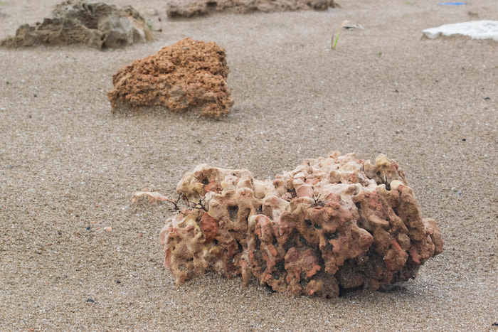Volcanic rocks the Ground Dwelling spider habitat
