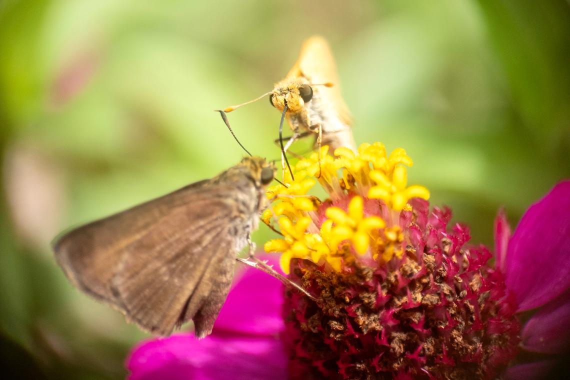 APEXEL 100mm Mobile Phone Macro Photography: Unlocking the Secret World of Insects