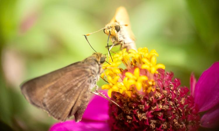 butterfly macro image on flower apexel 100mm