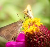 APEXEL 100mm Mobile Phone Macro Photography: Unlocking the Secret World of Insects