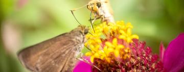 APEXEL 100mm Mobile Phone Macro Photography: Unlocking the Secret World of Insects