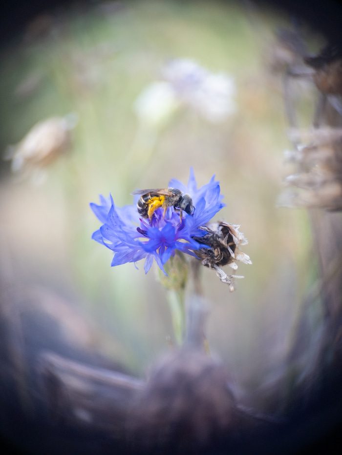 furrow bee on blue flower – Halictutus Odontalictus