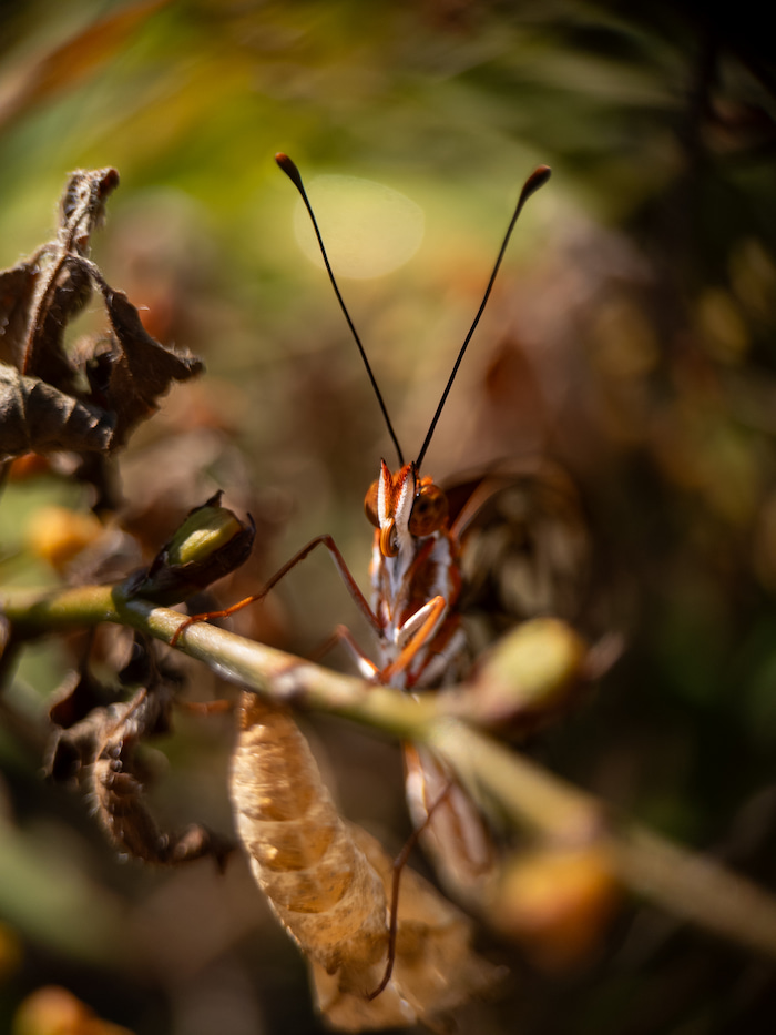 butterfly on cocoon – Dionne vanillae