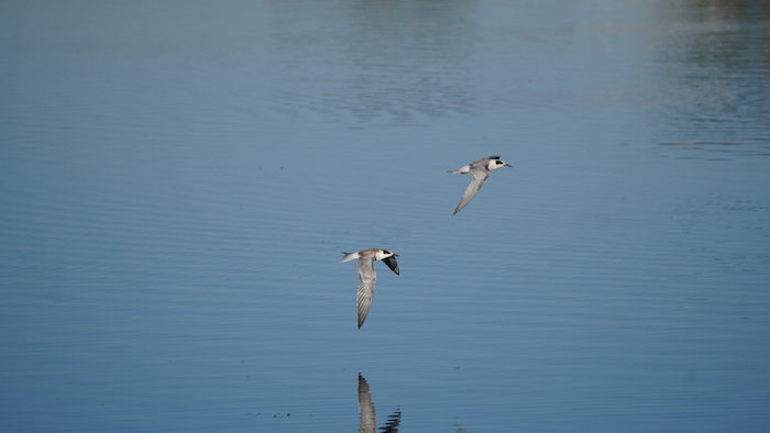 Two Forester’s Terns in Flight Two Forester’s Terns in Flight