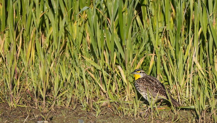 Western Meadowlark standing in the grass Western Meadowlark standing in the grass