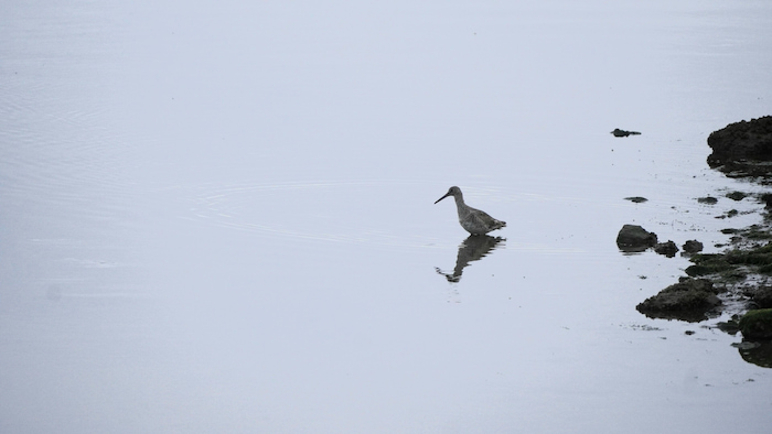 Willet standing in the shallows Willet standing in the shallows