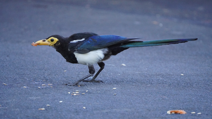 Molting Yellow-billed Magpie Molting Yellow-billed Magpie