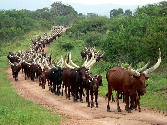 ankole cattle lake mburu national park